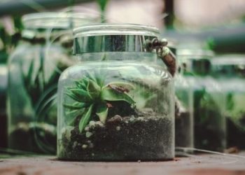 4 Reasons Why You Should Build a Terrarium