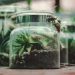 4 Reasons Why You Should Build a Terrarium