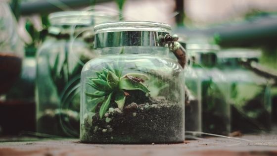 4 Reasons Why You Should Build a Terrarium