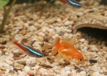 Micro vs. Macroalgae: 4 Things Every Marine Aquarist Needs to Know