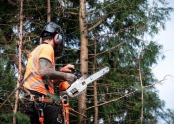 6 Reasons You Need to Hire a Tree Surgeon