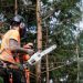 6 Reasons You Need to Hire a Tree Surgeon