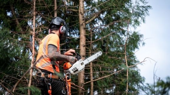 6 Reasons You Need to Hire a Tree Surgeon