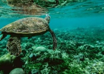 Top 7 Most Interesting Reasons to Study Marine Biology