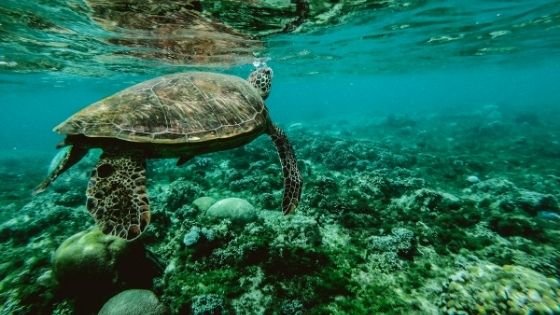 Top 7 Most Interesting Reasons to Study Marine Biology