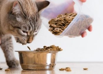 3 Guidelines For Every Fur Parent to Choose The Right Cat Food