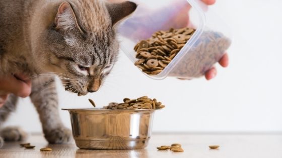3 Guidelines For Every Fur Parent to Choose The Right Cat Food