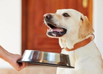 Is Feeding Your Dog the Raw Food Diet Safe