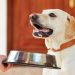 Is Feeding Your Dog the Raw Food Diet Safe