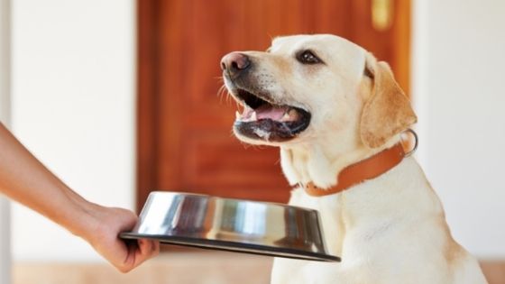 Is Feeding Your Dog the Raw Food Diet Safe