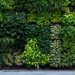 Benefits of Vertical Garden at your Home