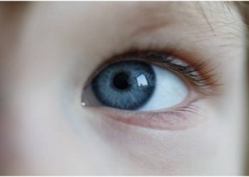 Different Stages of the Eye Development