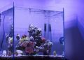 Perfect for Smaller Fish - 4 Things You Need to Know About Nano Tanks