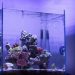 Perfect for Smaller Fish - 4 Things You Need to Know About Nano Tanks