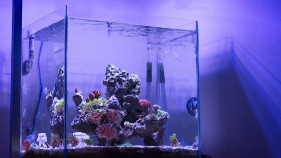 Perfect for Smaller Fish - 4 Things You Need to Know About Nano Tanks