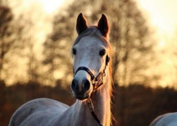 Three Basic Horse Training Tips