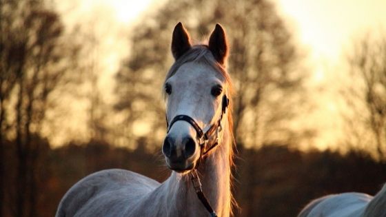 Three Basic Horse Training Tips