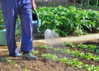 6 Ways to Save Water in Your Garden