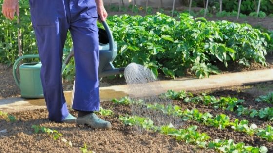 6 Ways to Save Water in Your Garden