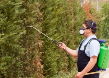 Getting rid of Mice and Rats in Your Garden