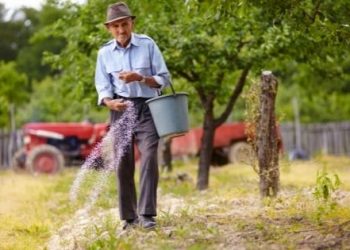 What Steps Do You Take in Fertilizing Your Cannabis Plants