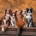 Popular Dog Breeds & Their Characteristics