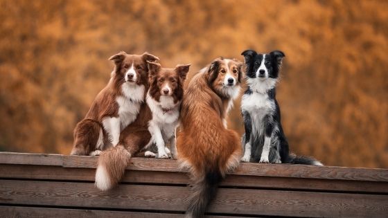 Popular Dog Breeds & Their Characteristics