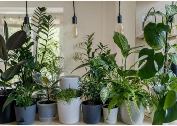 How to Improve Your Home Environment