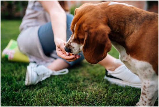 Human Foods Dogs Can Eat and Will Love