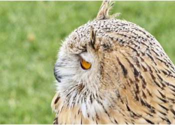 10 Different Owls You Can See in the United States