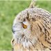 10 Different Owls You Can See in the United States