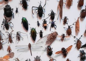 Check Out The Most Common Stinging Insects And How To Avoid Them