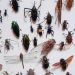 Check Out The Most Common Stinging Insects And How To Avoid Them