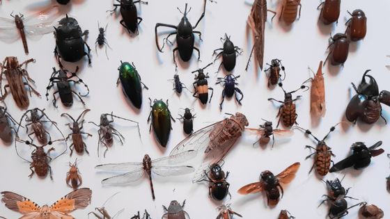 Check Out The Most Common Stinging Insects And How To Avoid Them
