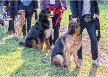 What’s the Best Service Dog School in America?