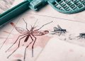 Mosquitoes and Public Health in Florida